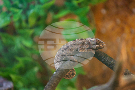 Благоевград - екзотични животни - изложба