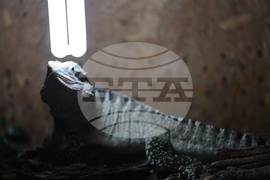 Благоевград - екзотични животни - изложба