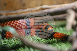 Благоевград - екзотични животни - изложба