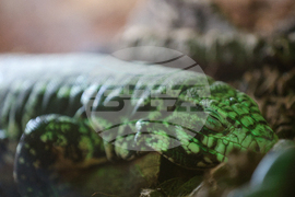 Благоевград - екзотични животни - изложба