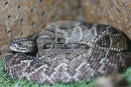 Благоевград - екзотични животни - изложба