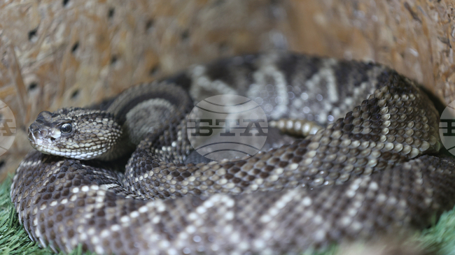 Змия с дължина метър и половина бе извадена от двигателя на автомобил в Румъния