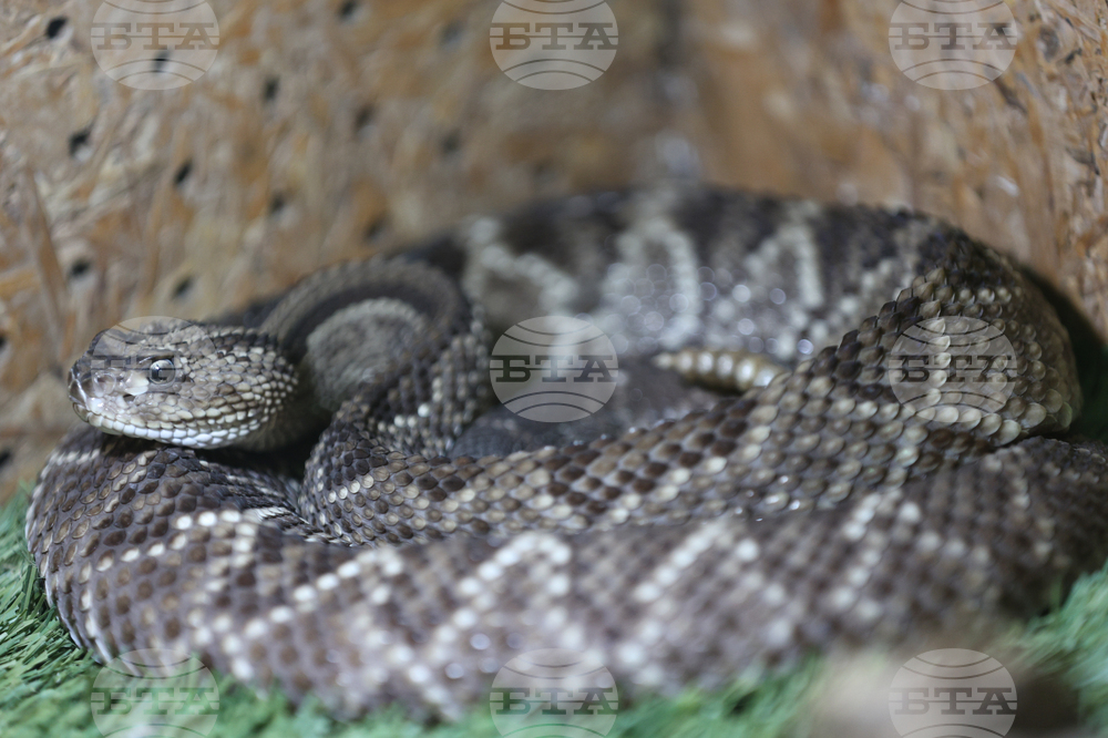 Благоевград - екзотични животни - изложба