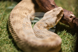 Благоевград - екзотични животни - изложба