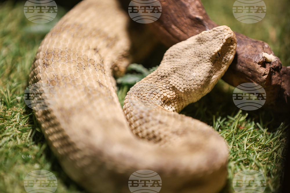 Благоевград - екзотични животни - изложба