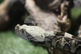 Благоевград - екзотични животни - изложба