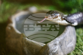 Благоевград - екзотични животни - изложба