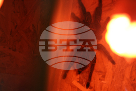 Благоевград - екзотични животни - изложба