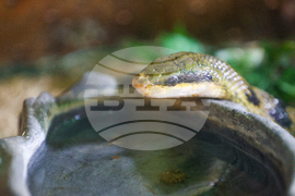 Благоевград - екзотични животни - изложба