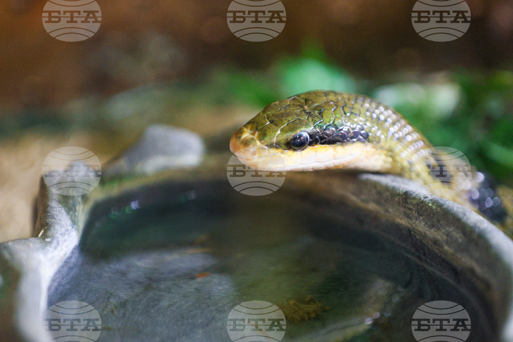 Благоевград - екзотични животни - изложба