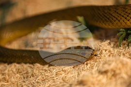 Благоевград - екзотични животни - изложба