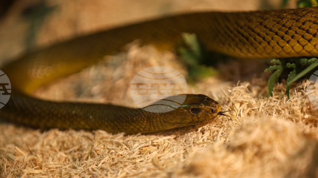 Змия отмени заседанието в парламента на босненската мюсюлманско-хърватска федерация 