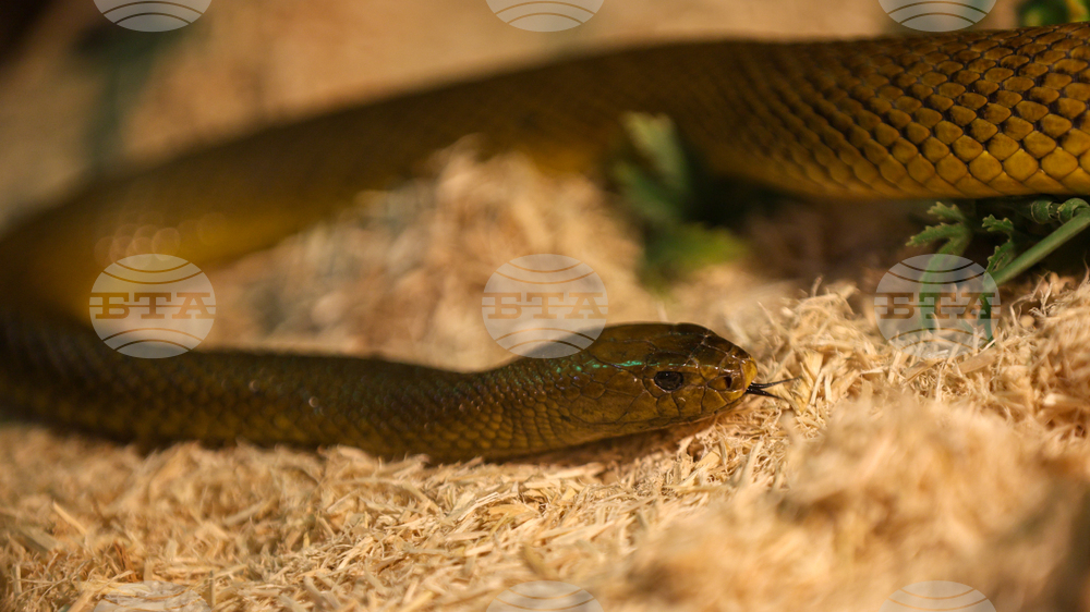 Благоевград - екзотични животни - изложба