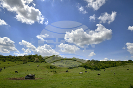 Село Севар - домашни животни
