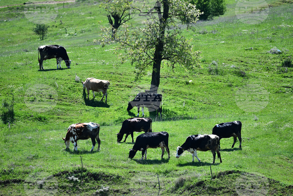 Ученици от началните класове в Българското неделно училище „Българска светлица“ в Измаил, Украйна, учиха за домашните животни