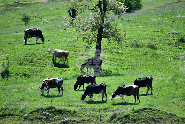 Ученици от началните класове в Българското неделно училище „Българска светлица“ в Измаил, Украйна, учиха за домашните животни