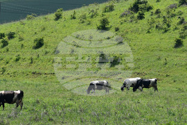 Село Севар - домашни животни