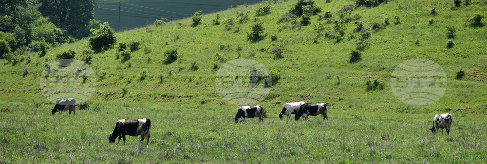 Село Севар - домашни животни