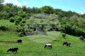 Село Севар - домашни животни