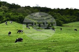 Село Севар - домашни животни