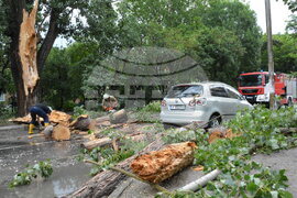Хасково - буря - паднало дърво