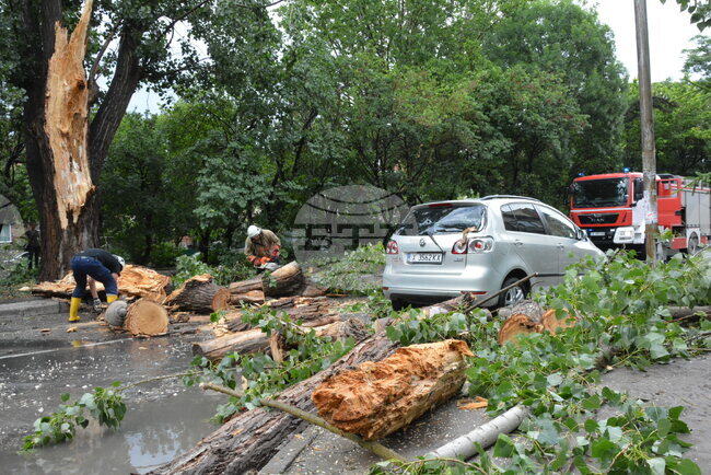 Хасково - буря - паднало дърво