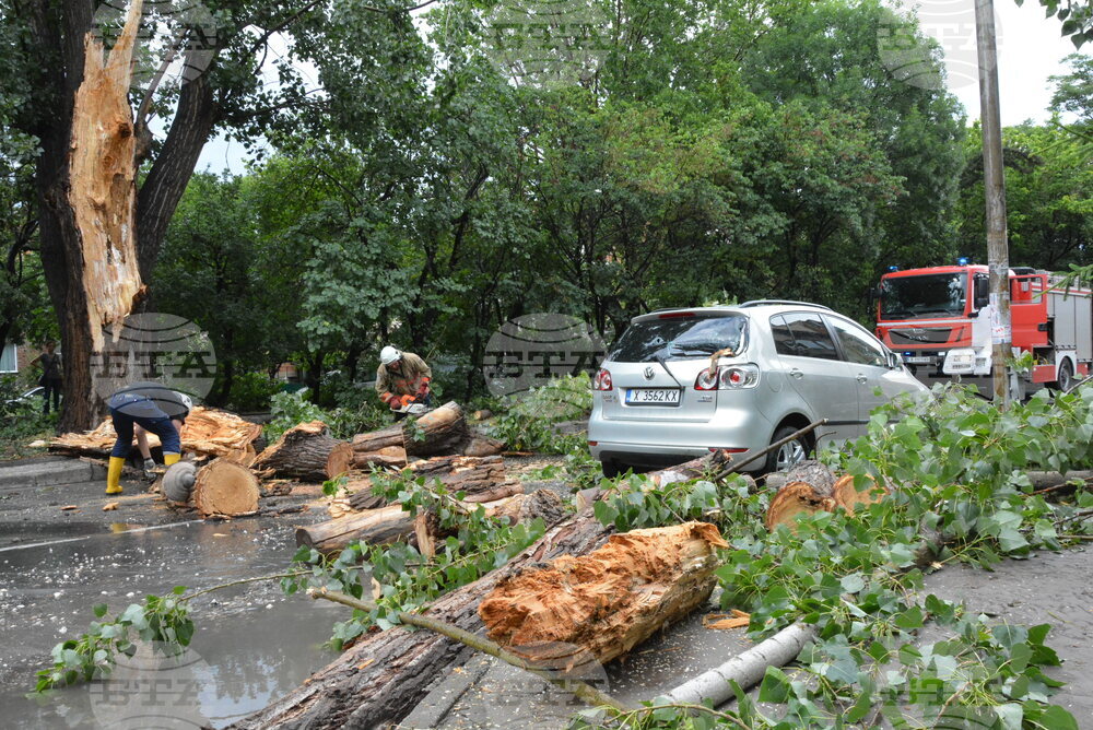 Хасково - буря - паднало дърво