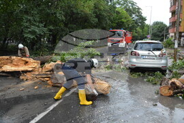 Хасково - буря - паднало дърво