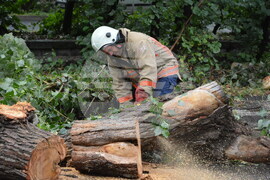 Хасково - буря - паднало дърво