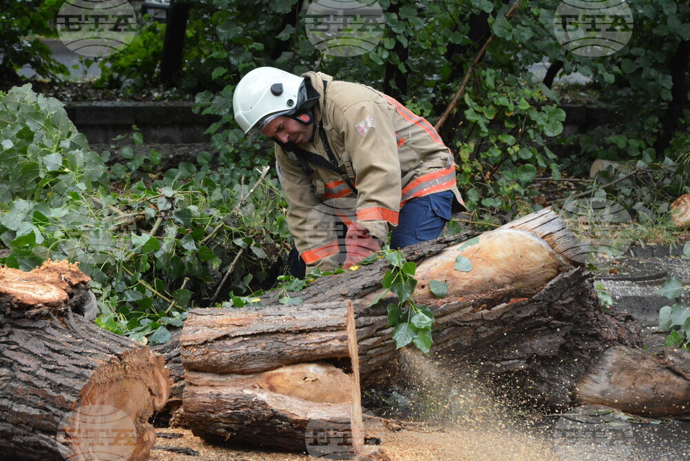 Хасково - буря - паднало дърво