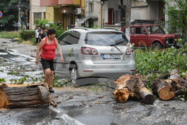 Хасково - буря - паднало дърво