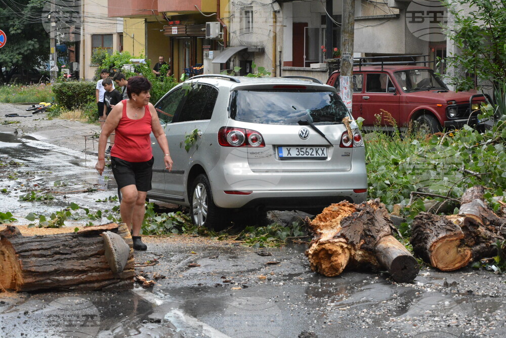 Хасково - буря - паднало дърво