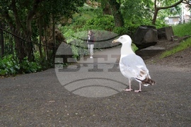 Ирландия - Дъблин - изглед - евроизбори - ежедневие