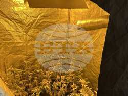 Снимка: Пресцентър МВР - Криминалисти на СДВР разкриха домашна оранжерия за отглеждане на марихуана 