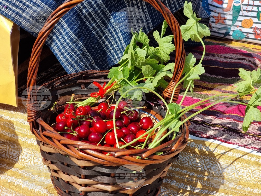 Село Търнава - жътвена кампания