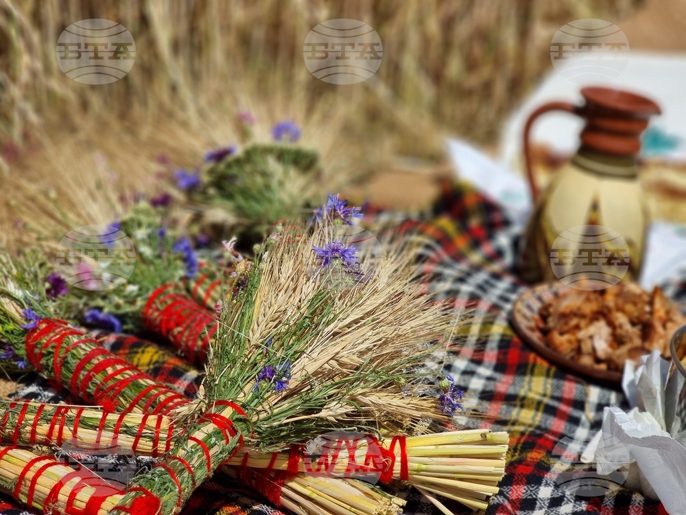 Село Търнава - жътвена кампания