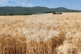 Село Търнава - жътвена кампания