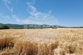 Село Търнава - жътвена кампания