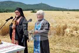 Село Търнава - жътвена кампания