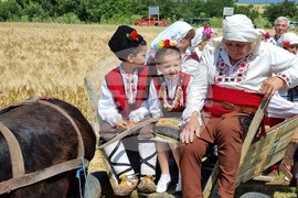 Село Търнава - жътвена кампания