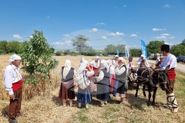 Село Търнава - жътвена кампания