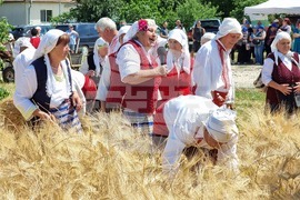 Село Търнава - жътвена кампания