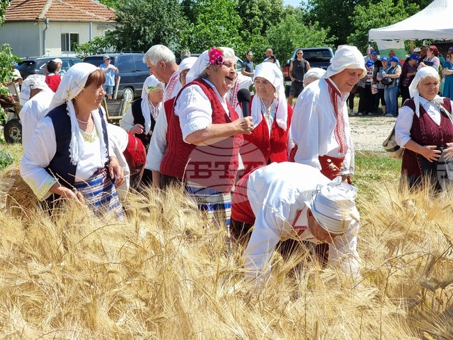 Жътвената кампания в Ямболско започва с пресъздаване на народния обичай "зажънване" и водосвет
