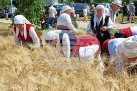 Село Търнава - жътвена кампания