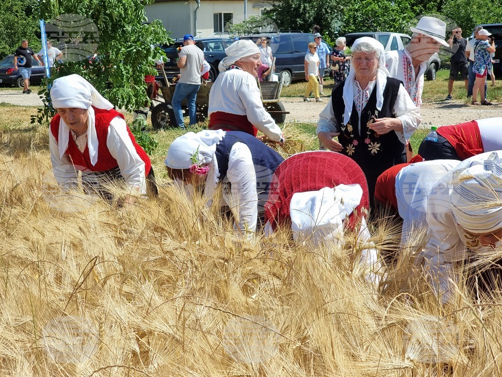 Село Търнава - жътвена кампания
