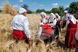 Село Търнава - жътвена кампания