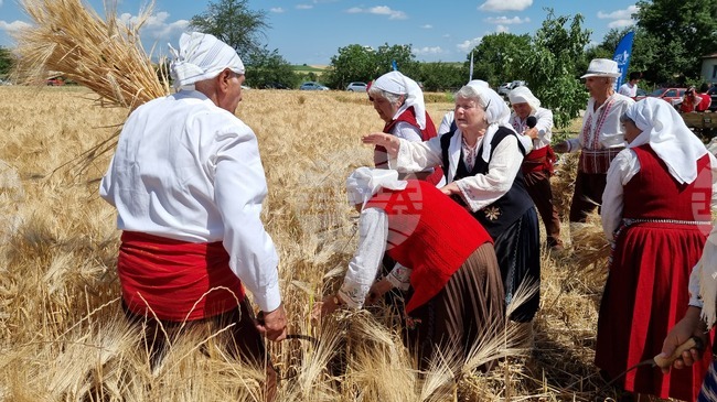 В община Тунджа жътвената кампания ще започне официално на 23 юни 