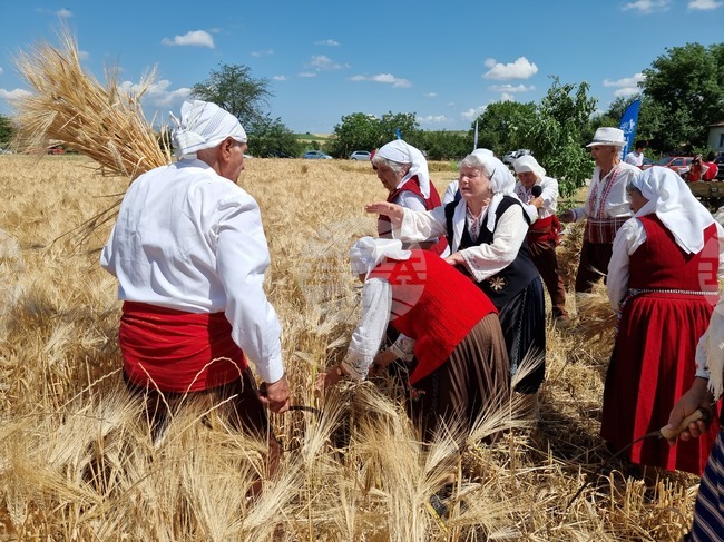В община Тунджа жътвената кампания ще започне официално на 23 юни 