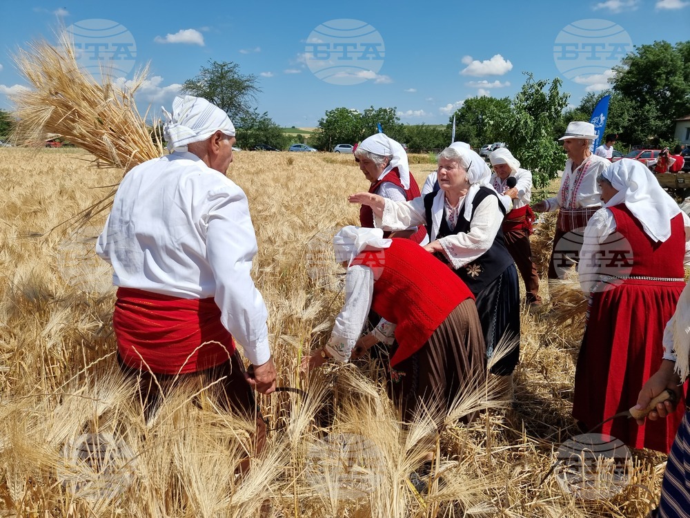 Село Търнава - жътвена кампания