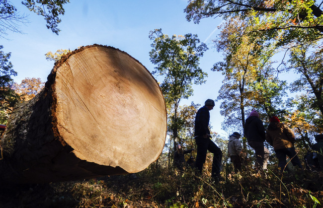 Организация на частни собственици на горски площи във Франция се надига срещу кражбите на дървен материал в страната